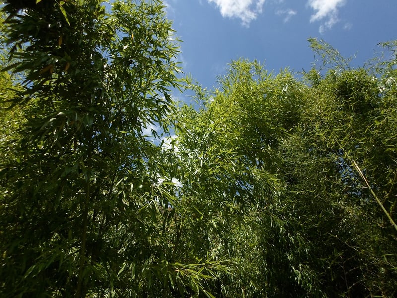 Bamboo Groves