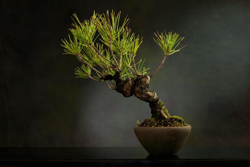 Juniper Bonsai