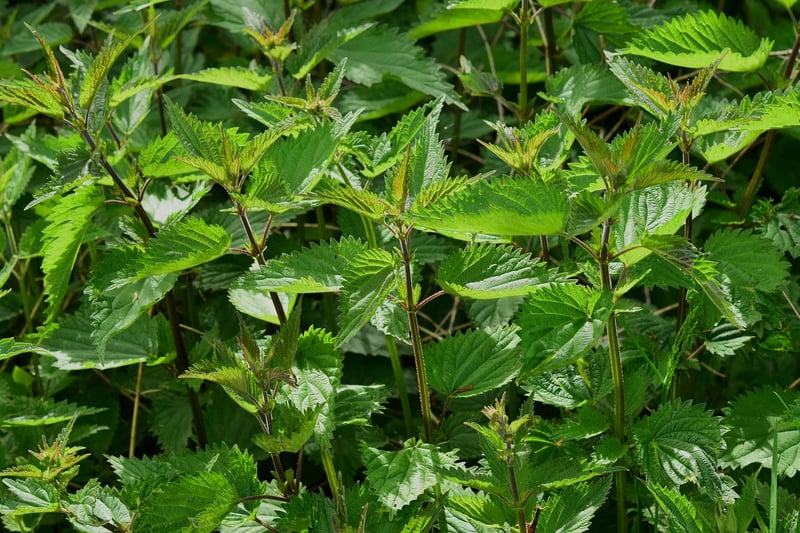 Herb spiral garden